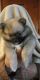 Pomeranian Puppies for sale in Village of Clarkston, MI 48346, USA. price: NA