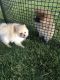 Pomeranian Puppies for sale in Swedesboro, NJ 08085, USA. price: NA