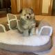 Pomeranian Puppies for sale in Ripley, WV, USA. price: NA