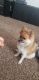 Pomeranian Puppies for sale in Belleville, MI 48111, USA. price: NA