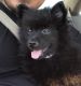 Pomeranian Puppies for sale in Arleta Ave, Los Angeles, CA, USA. price: NA