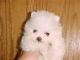 Pomeranian Puppies for sale in Apple Valley, CA, USA. price: NA
