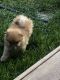 Pomeranian Puppies for sale in Denver, CO 80229, USA. price: $700