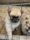 Pomeranian Puppies for sale in Inman, SC 29349, USA. price: NA