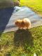 Pomeranian Puppies for sale in San Benito, TX 78586, USA. price: NA
