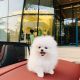 Pomeranian Puppies for sale in Fresno, CA 93720, USA. price: $600