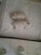 Pomeranian Puppies for sale in Hesperia, CA, USA. price: NA