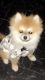 Pomeranian Puppies for sale in New Windsor, NY 12553, USA. price: NA