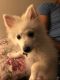 Pomeranian Puppies for sale in Virginia Beach, VA, USA. price: $1,250