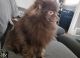 Pomeranian Puppies for sale in Mt Clemens, MI, USA. price: NA