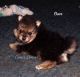 Pomeranian Puppies for sale in Elkland, MO 65644, USA. price: NA