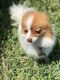 Pomeranian Puppies for sale in Somerset Cir, Kissimmee, FL 34746, USA. price: NA