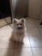 Pomeranian Puppies for sale in St. Louis, MO, USA. price: $400