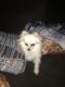 Pomeranian Puppies for sale in Elk Grove, CA, USA. price: NA