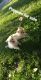 Pomeranian Puppies for sale in Dearborn, MI, USA. price: $1,100