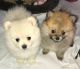 Pomeranian Puppies for sale in Waipahu, HI 96797, USA. price: NA