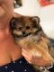 Pomeranian Puppies for sale in Waxahachie, TX 75165, USA. price: NA