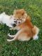Pomeranian Puppies for sale in Detroit, MI, USA. price: NA