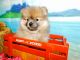 Pomeranian Puppies for sale in Hammond, IN, USA. price: $900
