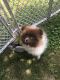 Pomeranian Puppies for sale in Rochester, NY 14609, USA. price: $850