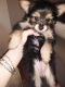 Pomeranian Puppies for sale in Troy, NY, USA. price: $700