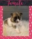 Pomeranian Puppies for sale in Neola, UT, USA. price: $750
