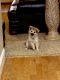 Pomeranian Puppies for sale in Hoover, AL, USA. price: NA
