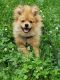 Pomeranian Puppies for sale in Brooklyn, NY, USA. price: $1,600