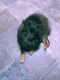 Pomeranian Puppies for sale in Beltsville, MD, USA. price: $400