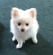 Pomeranian Puppies for sale in Rochester, NY, USA. price: $1,600