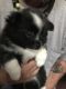 Pomeranian Puppies for sale in Kings Mountain, NC, USA. price: NA