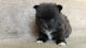 Pomeranian Puppies for sale in Kansas City, MO, USA. price: $600