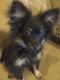 Pomeranian Puppies for sale in Batesville, AR 72501, USA. price: NA