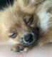 Pomeranian Puppies for sale in Pittsburgh, PA, USA. price: $1,250