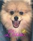 Pomeranian Puppies for sale in Harlingen, TX, USA. price: $500