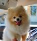 Pomeranian Puppies for sale in Laguna Niguel, CA, USA. price: NA
