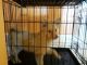 Pomeranian Puppies for sale in Tamarac, FL, USA. price: NA