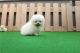 Pomeranian Puppies for sale in Asheville, NC, USA. price: NA