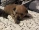 Pomeranian Puppies for sale in Duluth, MN, USA. price: $600