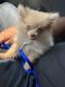 Pomeranian Puppies for sale in Raynham, MA 02767, USA. price: NA
