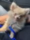 Pomeranian Puppies for sale in Raynham, MA 02767, USA. price: NA