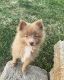Pomeranian Puppies for sale in Wichita, KS 67218, USA. price: NA