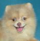 Pomeranian Puppies for sale in St. Louis, MO, USA. price: $2,500