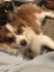Pomeranian Puppies for sale in Morrow, OH 45152, USA. price: NA
