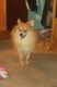 Pomeranian Puppies for sale in Morgantown, IN 46160, USA. price: $600