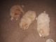 Pomeranian Puppies for sale in Morgantown, IN 46160, USA. price: $750