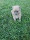 Pomeranian Puppies for sale in LaGrange, IN 46761, USA. price: $350