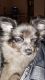 Pomeranian Puppies for sale in Reno, NV, USA. price: $1,200