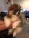 Pomeranian Puppies for sale in Kissimmee, FL, USA. price: $1,000