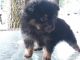 Pomeranian Puppies for sale in LaBelle, FL 33935, USA. price: $700